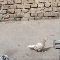 کفتر|پرنده|یزد, |دیوار