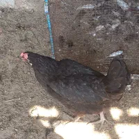 مرغ و خروس محلی|حیوانات مزرعه|چغادک, |دیوار