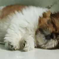 واگذاری توله سگ شیتزو فلت (غیر رایگان)