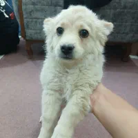 توله دوماه پامر روباهی|سگ|برخوار, |دیوار