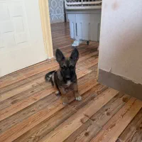 واگذاری بهترین نژاد هیبرید اورجینال|سگ|ری, شهرری|دیوار