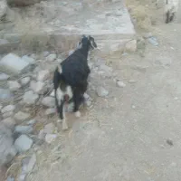 بز زاییده وابستن|حیوانات مزرعه|ناغان, |دیوار