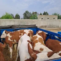 فروش انواع گوساله های درجه یک|حیوانات مزرعه|قم, ولیعصر|دیوار