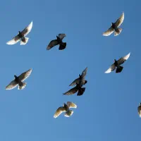 دو جفت کفتر