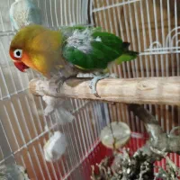 طوطی برزیلی|پرنده|تهران, هفده شهریور|دیوار