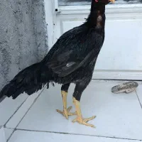 مرغ و خروس جوجه لاری فروشی|حیوانات مزرعه|گنبد کاووس, |دیوار