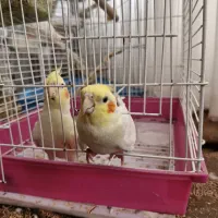 عروس هلندی تازه بالغ