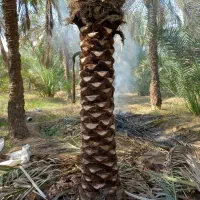 شخم زنی با تیلر و تکریب نخل