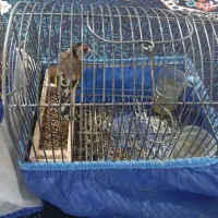 چنتا سهره دورگ دشتکی به شرط|پرنده|شیراز, کوشک میدان|دیوار