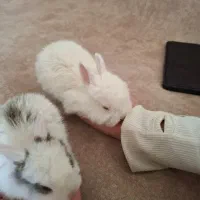 خرگوش|موش و خرگوش|قیدار, |دیوار