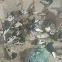 کفتر بهبونی هوای|پرنده|شیراز, درکی|دیوار