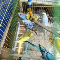 مرغ عشق|پرنده|نقده, |دیوار