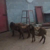 3بره غزل افشار دوتا نر یکی ماده|حیوانات مزرعه|شاندرمن, |دیوار