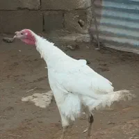 بوقلمون نر کردی درشت