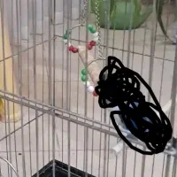 واگذاری عروس هلندی لوتینو رایگان