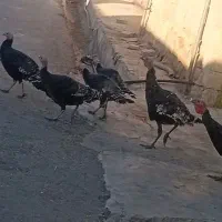 بوقلمون تخم گذار|حیوانات مزرعه|سوق, |دیوار