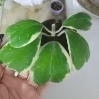 هویا کری ابلق..بگونیا بال فرشته.کریپتانوس