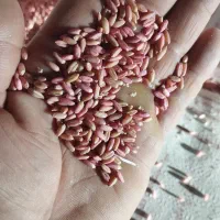 بذرگندم رقم باران|گل و گیاه طبیعی|سیلوانه, |دیوار