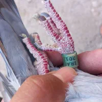 کبوتر پلاکی جاده جان اردن|پرنده|دشتابی, |دیوار