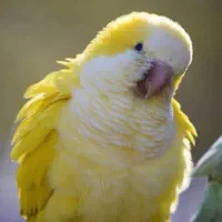 قبولی واگذاری و سرپرستی راهب