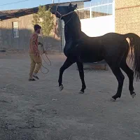 فریاد .کره کاوه شمس .نوه کامران قدیری .اسب