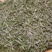 خوراک خزنده (کرم ابریشم)