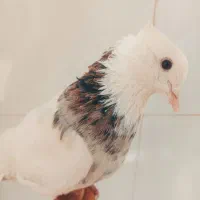 کفتر طوقی هفت رنگ دم چتری