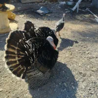 بوقلمون|حیوانات مزرعه|بم, |دیوار