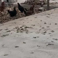 مرغ فریح|حیوانات مزرعه|خسروشاه, |دیوار