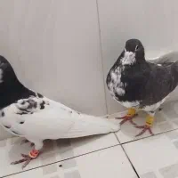 شهری یالی|پرنده|مرودشت, فرهنگ|دیوار