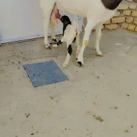 باسلام یک کولار زایده بابزغاله نربا۲کیلو شیرزمانتی