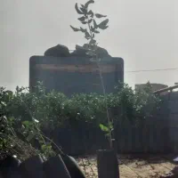 انواع گردو پیوندی مناسب منطقه شما|خدمات باغبانی و درختکاری|اراک, |دیوار