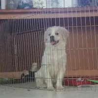 حیوانات|سگ|ارومیه, |دیوار