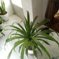 سرامیک بزرگ بزرگ  با گل بزرگ