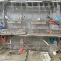 فنج زبرا فنج شکلاتی فنج نرگسی فنج بنگالی|پرنده|باسمنج, |دیوار