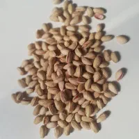 پسته دهن باز خندان|خوردنی و آشامیدنی|درمیان, |دیوار