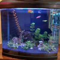 آکواریوم ۶۰ لیتری دلسا طبیعی