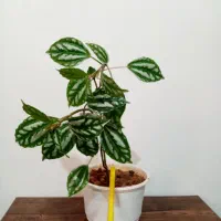 گل گل 4تا135 و یک گل هدیه|گل و گیاه طبیعی|یاسوج, |دیوار