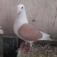 کبوتر پلاکی دوکت زرد