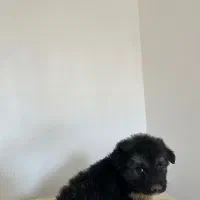 مو بلند ژرمن|سگ|قدس, شهر‌قدس|دیوار