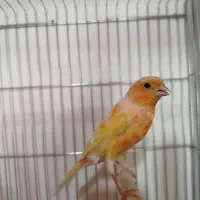 قناری نر دهن زن و ماده اماده|پرنده|شیراز, ده پیاله|دیوار