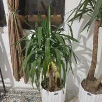 تراکت پخش کن خانم وآقا