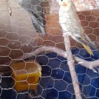 دو عدد عروس هلندی