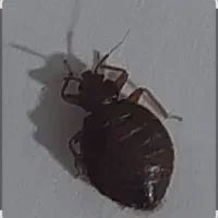 سمپاشی ساس ، سوسک کک و کنه  100% تضمینی