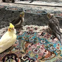 عروس هلندی