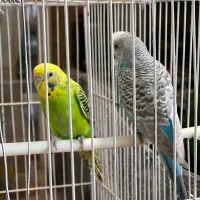 مرغ عشق سالم و جوان