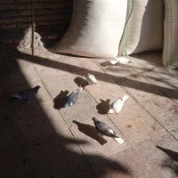 دوازده تا کبوتر پرشی|پرنده|سبزوار, قصبه شرقی|دیوار