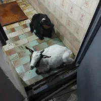 فروش دوعدد بز