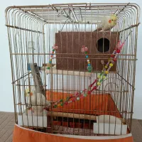 عروس هلندی نر و ماده