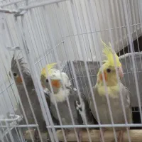 عروس هلندی دو ماهه